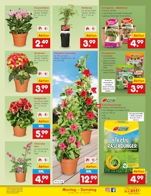 Hortensie im Netto Marken-Discount Prospekt "Aktuelle Angebote" mit 65 Seiten (Mönchengladbach)