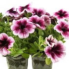 Truffaut Chambray-lès-Tours - Promo Plantes annuelles Promo Plantes annuelles à 9,99 € dans le catalogue Truffaut à Chambray-lès-Tours
