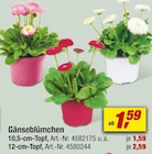 Gänseblümchen bei toom Baumarkt im Halle Prospekt für 1,59 €