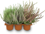 Besenheide im Angebot bei Netto Marken-Discount in Bautzen Besenheide Angebote bei Netto Marken-Discount Bautzen für 7,99 €
