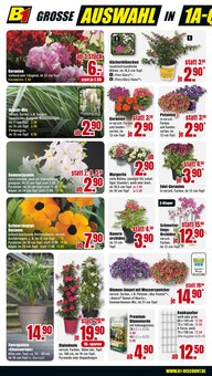 Grünpflanzen im B1 Discount Baumarkt Prospekt "BESTPREISE DER WOCHE!" mit 12 Seiten (Moers)