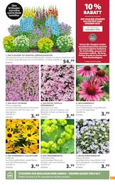 Dehner Garten-Center Teppich im Prospekt 