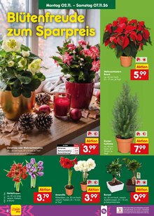 Zimmerpflanzen im Netto Marken-Discount Prospekt "Aktuelle Angebote" mit 70 Seiten (Stuttgart)