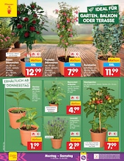 Ähnliche Bonsai Angebote im Prospekt "Aktuelle Angebote" von Netto Marken-Discount in Chemnitz Ähnliche Angebote wie Bonsai im Prospekt "Aktuelle Angebote" auf Seite 10 von Netto Marken-Discount in Chemnitz