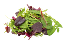 Bio Pflücksalat bei ALDI SÜD in Rodgau Bio Pflücksalat im Angebot bei ALDI SÜD Rodgau