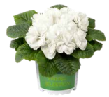 Primel Selektion »PomPom« im aktuellen Pflanzen Kölle Prospekt für 2,49 €