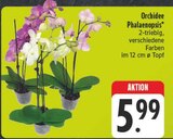 Aktuelle Pflanzen Angebote bei E center in Jena Aktuelles Orchidee Phalaenopsis Angebot bei E center in Jena ab 5,99 €