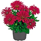 Aktuelles Bornholmer Margerite Angebot bei Penny in Bremen ab 1,69 €