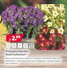 Frühjahrsstauden von Rock Collection im aktuellen Kiebitzmarkt Prospekt für 2,99 €