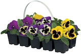 Barquette pensées et viola cornuta à 2,39 € dans le catalogue Lidl
