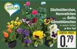 Stiefmütterchen, Hornveilchen oder Bellis Gänseblümchen Angebote bei E center Augsburg für 0,79 €