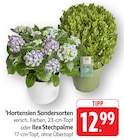 E center Waldshut-Tiengen - Hortensien Sondersorten Angebot im Prospekt Hortensien Sondersorten bei E center im Waldshut-Tiengen Prospekt für 12,99 €