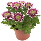 Chrysantheme »Quattro Pompon« oder Chrysantheme »Elegant« Angebote bei REWE Neustadt für 2,49 €