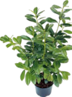 KIRSCHLORBEER (PRUNUS LAUROCERASUS) Angebote bei OBI Erlangen für 5,99 €