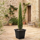 Cyprès de Provence - Carrefour à Nice Cyprès de Provence en promo chez Carrefour Nice à 19,99 €