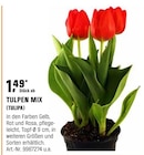 Tulpen Mix (tulipa) Angebote bei OBI Göppingen für 1,49 €