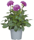 toom Baumarkt Bottrop - Dahlie Angebot im Prospekt Dahlie bei toom Baumarkt im Bottrop Prospekt für 4,99 €