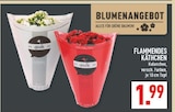 Flammendes Käthchen im Angebot bei Marktkauf in Brühl Flammendes Käthchen Angebote bei Marktkauf Brühl für 1,99 €