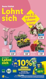 Ähnliche Angebote wie Zitronenbaum im Prospekt "LIDL LOHNT SICH" auf Seite 16 von Lidl in Kassel