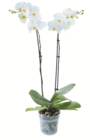toom Baumarkt - Schmetterlingsorchidee Angebot im Prospekt Schmetterlingsorchidee bei toom Baumarkt im Prospekt für 8,99 €