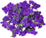 Blumen-Beiwerk für 1,99 € bei Kaufland im Angebot Blumen-Beiwerk im aktuellen Kaufland Prospekt
