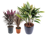 Castorama Avignon - Promo Plante de pépinière Promo Plante de pépinière à 15,26 € dans le catalogue Castorama à Avignon