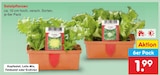 Salatpflanzen Angebote bei Netto Marken-Discount Jena für 1,99 €