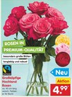 Großköpfige Hochland Rosen für 4,99 € bei Netto Marken-Discount im Angebot Großköpfige Hochland Rosen im aktuellen Netto Marken-Discount Prospekt