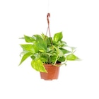 Pothos suspension. Le pot diamètre 15 cm - BOTANIC® - Botanic Pothos suspension. Le pot diamètre 15 cm - BOTANIC® à 12,99 € dans le catalogue Botanic