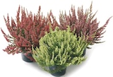 Calluna "Garden Girls" bei Netto mit dem Scottie im Nauen Prospekt für 1,49 €