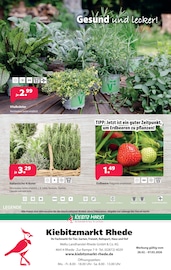 Aktueller Kiebitzmarkt Prospekt mit Erdbeeren, "Auf die "Beet" fertig los!", Seite 12