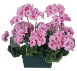 Le géranium artificiel en promo chez Bazarland Perpignan à 5,99 €