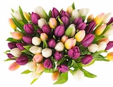 Tulpen Angebote von Hot & Fresh bei Penny Berlin für 3,99 €