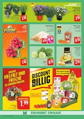 Aktueller Marktkauf Prospekt mit Tulpen, "AUSWAHL RIESIG, PREISE NIEDRIG", Seite 9