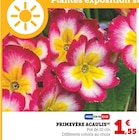 Promo Primevère Acaulis à 1,55 € dans le catalogue Super U à Vénissieux