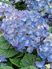 Gartenhortensie von  im aktuellen Pflanzen Kölle Prospekt für 15,99 €