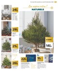 Sapin Nordmann Sapin Nordmann