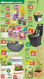 Blumenzwiebeln Angebot im aktuellen Thomas Philipps Prospekt auf Seite 4