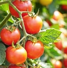 Tomatensetzlinge im Angebot bei ZG Raiffeisen in Freiburg Tomatensetzlinge Angebote bei ZG Raiffeisen Freiburg für 1,99 €