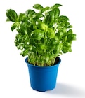 Basilic Bio - Lidl en promo chez Lidl Nanterre à 1,97 €