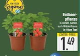 Erdbeerpflanze im Angebot bei E center in Regensburg Erdbeerpflanze Angebote bei E center Regensburg für 1,49 €
