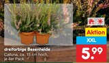 dreifarbige Besenheide im Angebot bei Netto Marken-Discount in Neumünster dreifarbige Besenheide Angebote bei Netto Marken-Discount Neumünster für 5,99 €