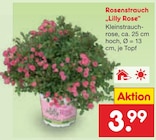 Rosenstrauch im aktuellen Prospekt bei Netto Marken-Discount in Klostermansfeld