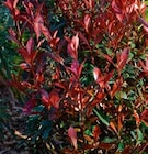 Photinia 'Carré rouge' en promo chez LaMaison.fr Caen à 9,95 €