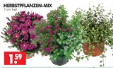 HERBSTPFLANZEN-MIX im Angebot bei Wreesmann in Freiberg HERBSTPFLANZEN-MIX Angebote bei Wreesmann Freiberg für 1,59 €