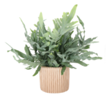 Angebot im Moubis Pflanzenhof Dülmen Prospekt Moubis Pflanzenhof Dülmen Prospekt mit im Angebot für 6,99 €