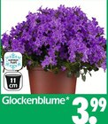 Glockenblume Angebote bei Wreesmann Dresden für 3,99 €