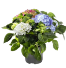 Aktuelles Hortensie Tricolor Angebot bei ALDI SÜD in Pforzheim ab 12,99 €