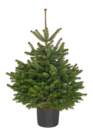 Hagebaumarkt Ilsede - Weihnachtsbäume getopft Angebot im Prospekt Weihnachtsbäume getopft bei Hagebaumarkt im Ilsede Prospekt für 12,99 €