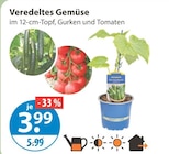 Veredeltes Gemüse Gurken von  im aktuellen V-Markt Prospekt für 3,99 €